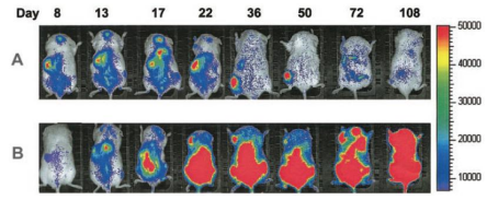 CGT��Ʒҩ�������о�